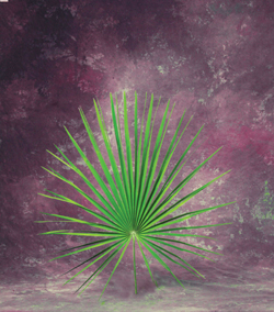Medeterranean Fan Palm
